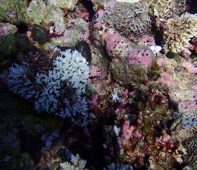 Image 15