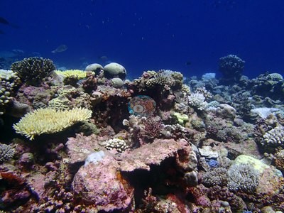 Image 19