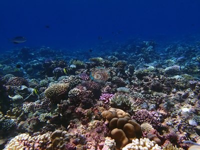 Image 21