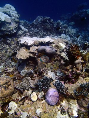 Image 22