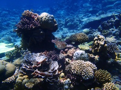 Image 31