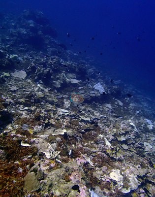 Image 36