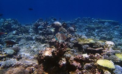 Image 39