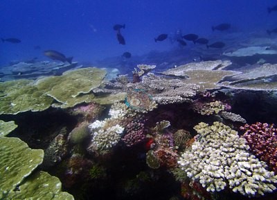 Image 15