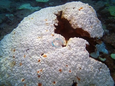 Image 13