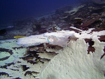 Image 44