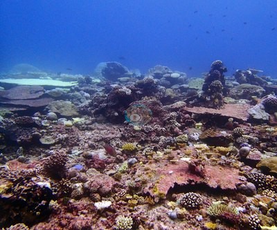 Image 49