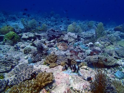 Image 12