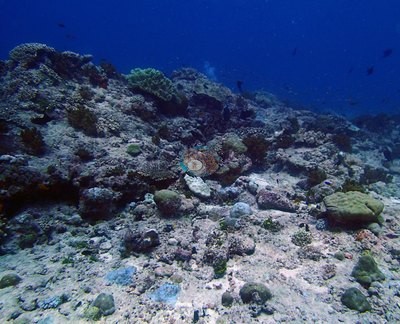 Image 16