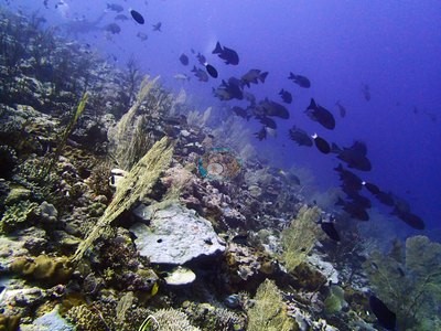 Image 17