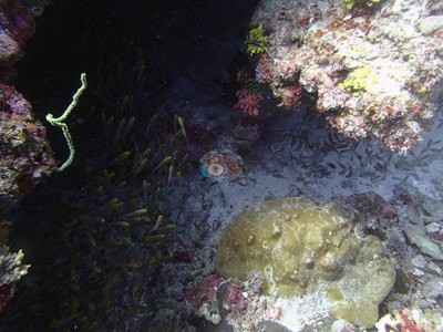 Image 22