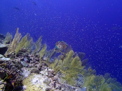 Image 31