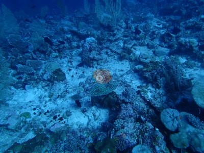Image 32