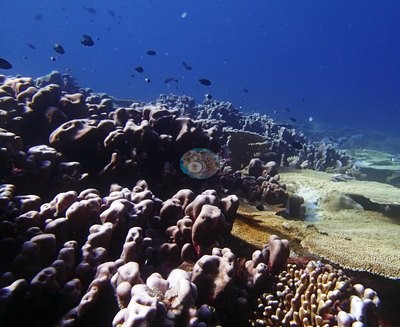 Image 30