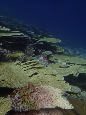 Image 33