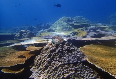 Image 36