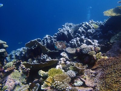 Image 37