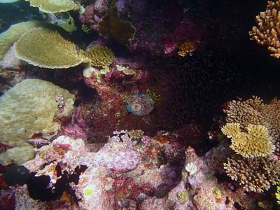 Image 39