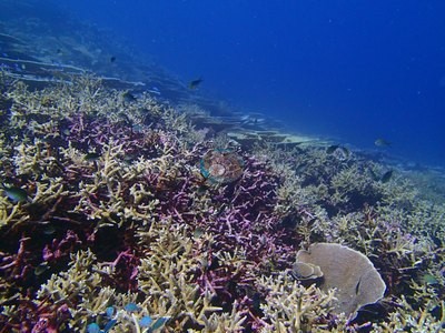 Image 47