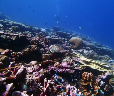 Image 8