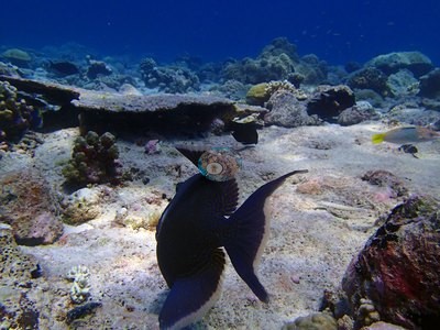 Image 12