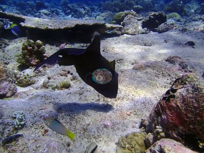 Image 13