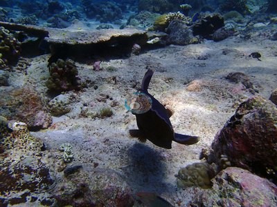 Image 14