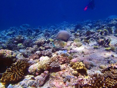 Image 15