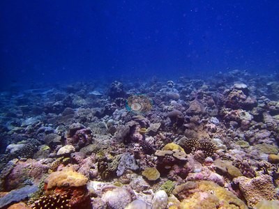 Image 21