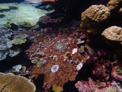 Image 8