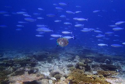 Image 37