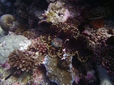 Image 38