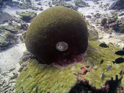 Image 15