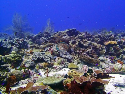Image 12