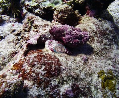 Image 21