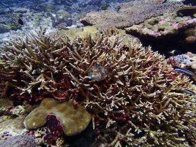 Image 36
