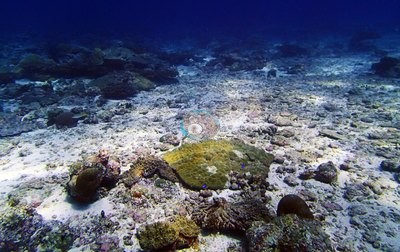 Image 38