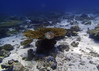 Image 15