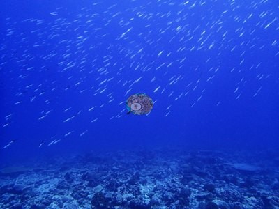Image 21