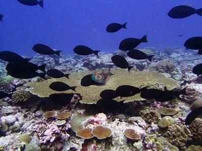 Image 32