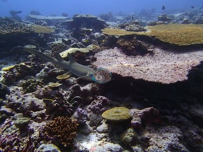Image 9