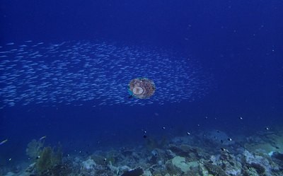 Image 21