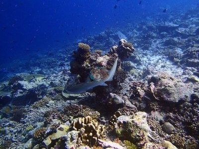 Image 51