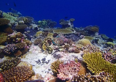Image 30