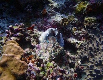 Image 32