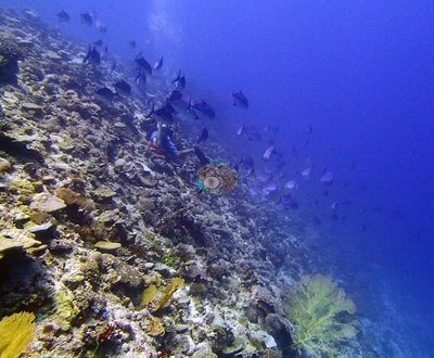 Image 8