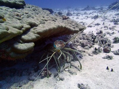 Image 15