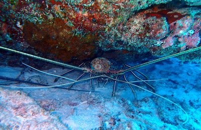 Image 5
