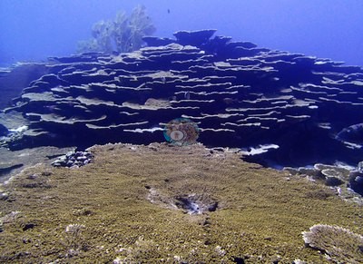 Image 15