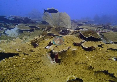 Image 31